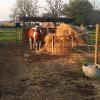 PADDOCKS