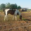 PADDOCKS