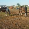 PADDOCKS
