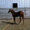 ROUND PEN