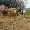 ALPHA GELDINGS PASTURE