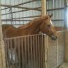 HORSE BARN