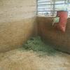HORSE STALL HORSE BARN