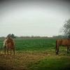 ALPHA GELDING PASTURE