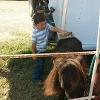 ZORRO GETTING BRUSHED