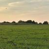 OAT PASTURE
