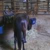 STALL IN HORSE BARN COASTAL HAY AND PINE SHAVINGS