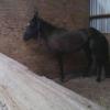 STUD WALL STALL IN HORSE BARN